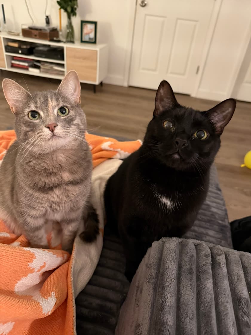 Two cats sitting on blankets, staring at the camera
